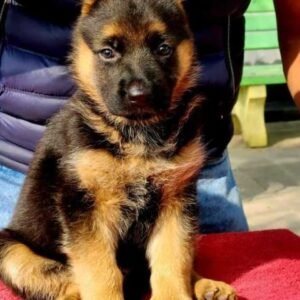 German Shepherd Puppies for sale