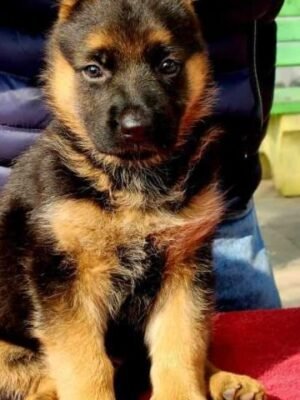 🇸🇦 German Shepherd Puppies for sale