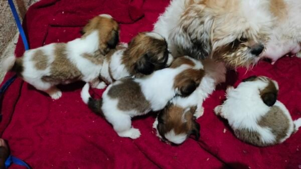 puppies for adoption - Image 8