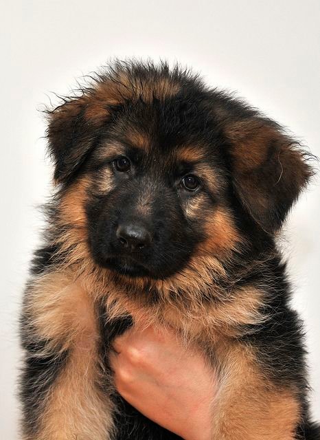 Dark Brown Wolf Pup cute puppies for sale