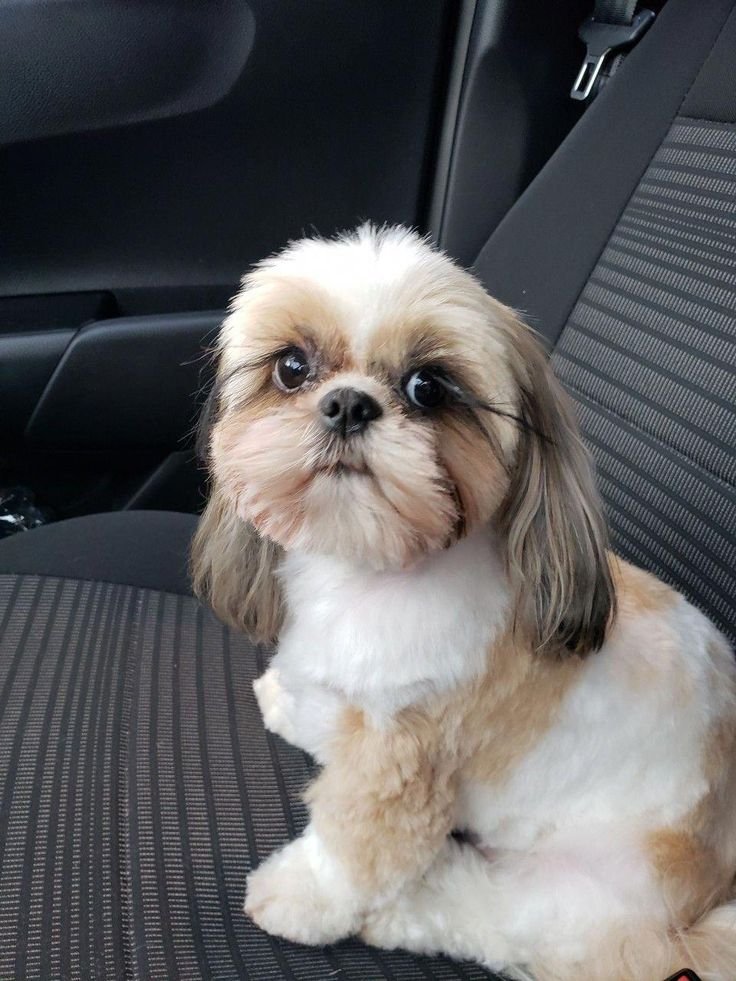 puppies for adoption