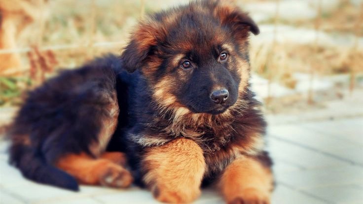 German Shepherd Puppies for sale