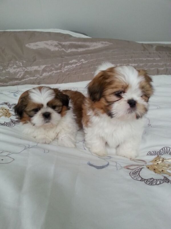 puppies for adoption - Image 4