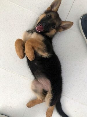 🇻🇮 puppies Dark Brown Wolf Pup cute  for sale