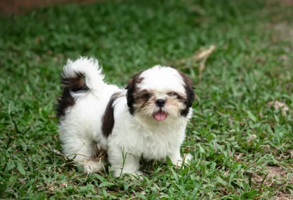 puppies for adoption - Image 9