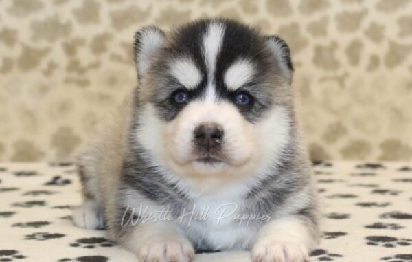 Pomsky Puppies For Sale - Image 2