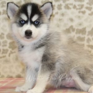 Pomsky Puppies For Sale