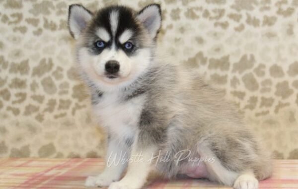 Pomsky Puppies For Sale