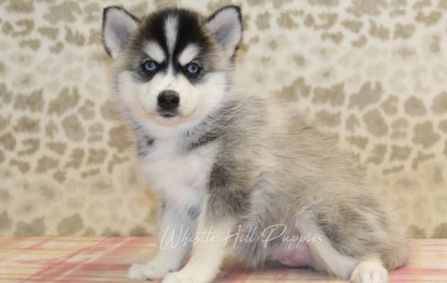puppies for sale