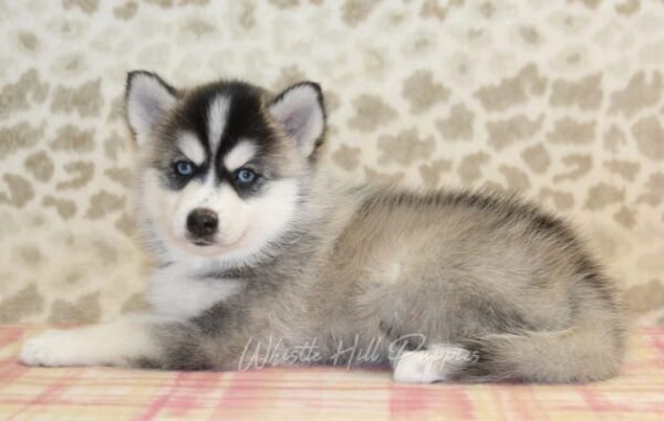 Pomsky Puppies For Sale - Image 4