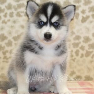 puppies for sale