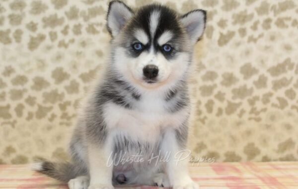 Pomsky Puppies For Sale - Image 5