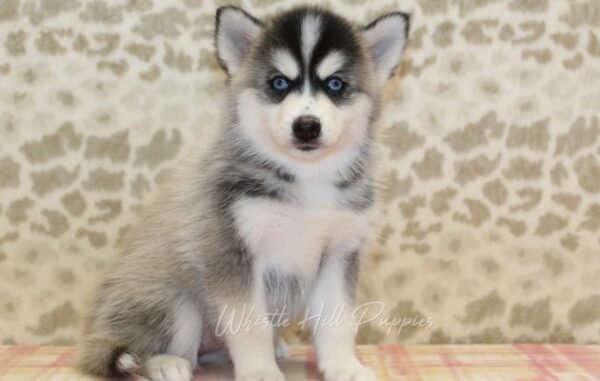 Pomsky Puppies For Sale - Image 6