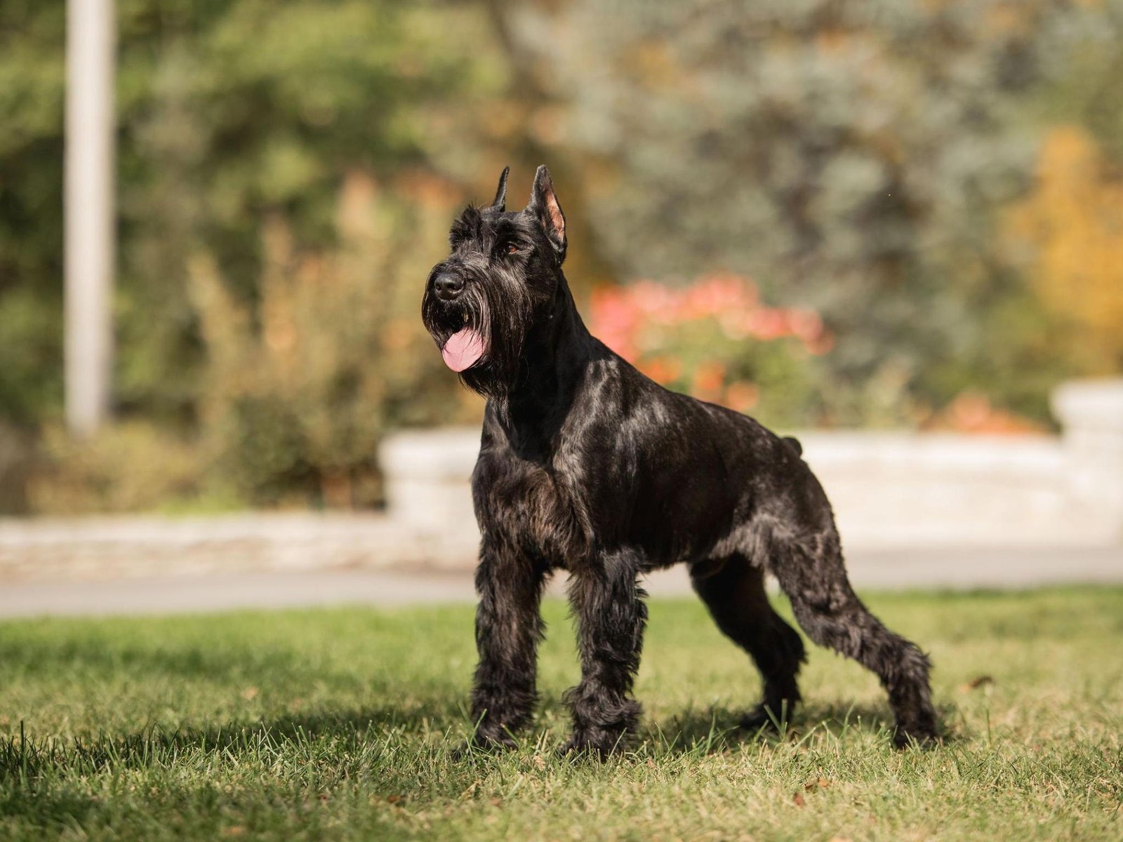 Giant Schnauzer Puppies For Sale