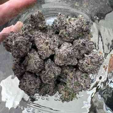 🇺🇸BLACK WEED PURPLE HUED $8/G