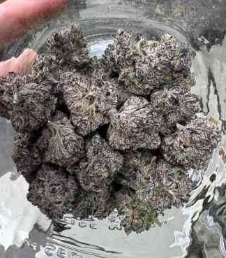 🇺🇸BLACK WEED PURPLE HUED $8/G