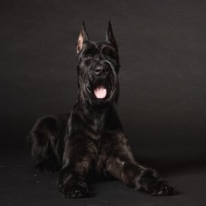 Giant Schnauzer Puppies For Sale