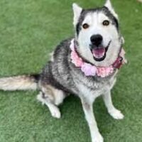 🇺🇸 Dogs for sale at affordable price