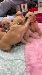 Golden Retriever Puppies for sale