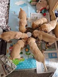 Golden Retriever Puppies for sale