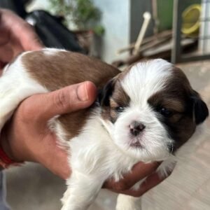 puppies for adoption