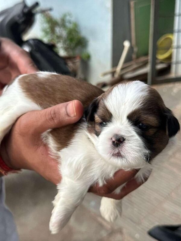 puppies for adoption
