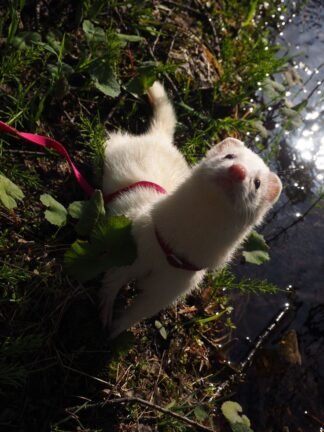 Ferret for rehoming